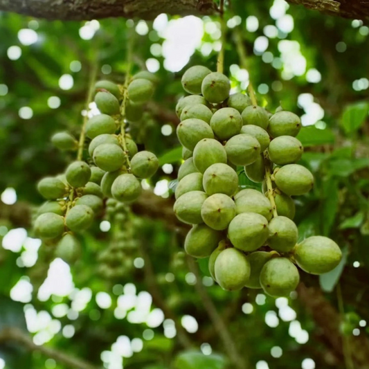 Beurre de Karité Bio 100ml - Comptoir des Huiles